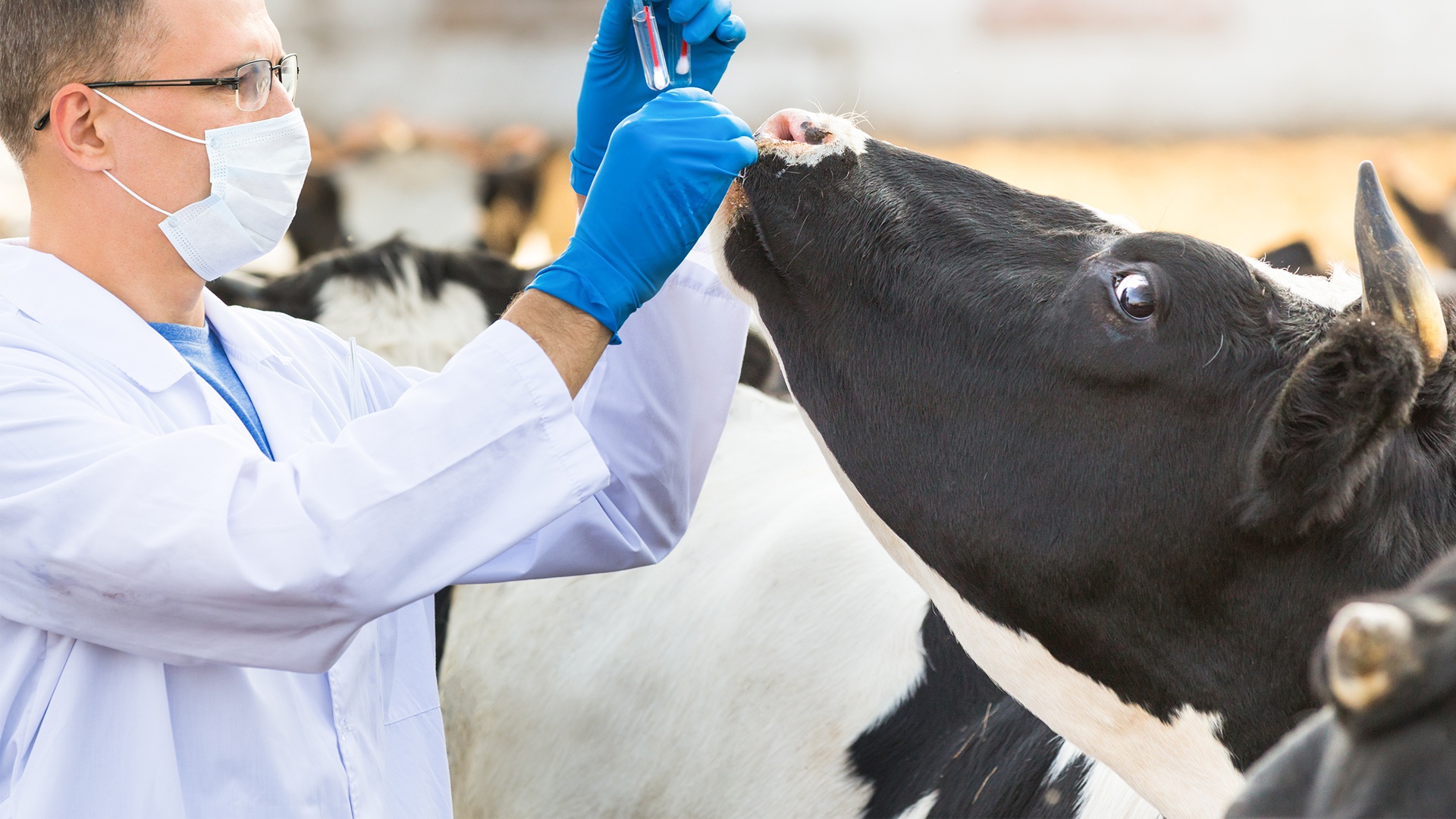 Bild 1 Ausrichtung von Geschäft und Technik im Bereich der Tiergesundheit​​​​​​​