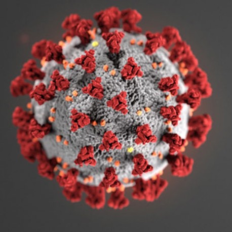 De la culture de cellules de mammifères à l'adjuvant du vaccin COVID-19 en 3 semaines